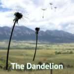 The Dandelion Dispensary